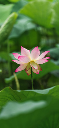 护眼荷花壁纸-锐景创意