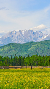 Meadow with yellow flowers and fence on the background