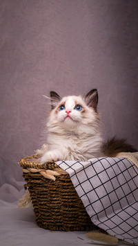 Top ten smartest cats