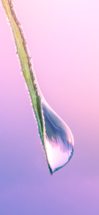 植物水滴壁纸-锐景创意