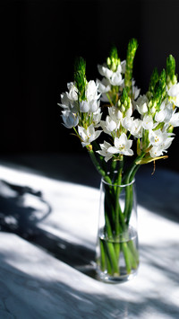 Sacred heart lily