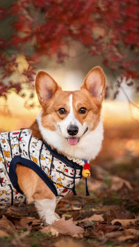 Standing and walking dogs pose significant risks