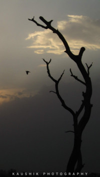 Kaushik (1)