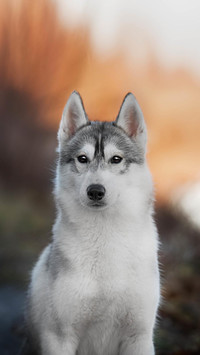 Dog110