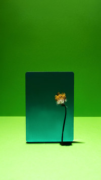Minimalist plants