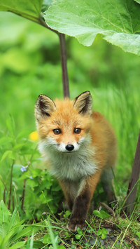 Red fox 3