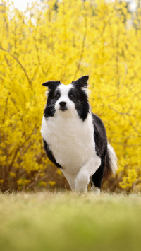 Preventing dry and cracked noses in dogs 2