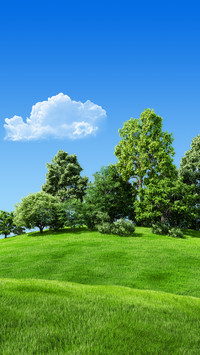 Green tree