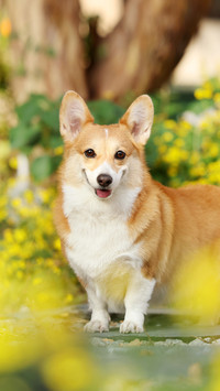Everyones favorite online celebrity keji