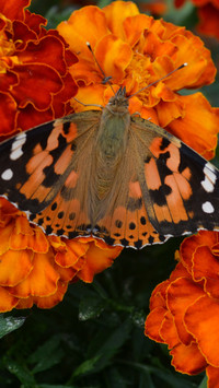 112000_1440x2560.jpg