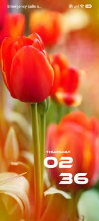 Tulip