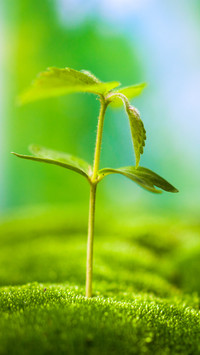 湿地里的苔藓