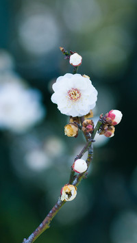 一枝梅花开一朵