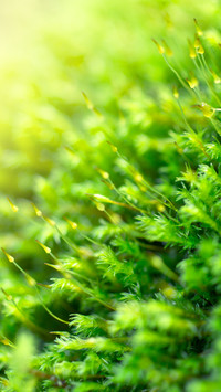 湿地里的植物