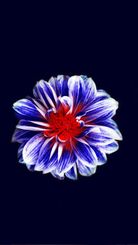 HD