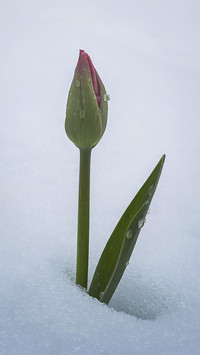 Tulips blooming in the snow