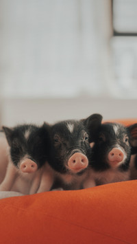 Are pigs really stupid 29
