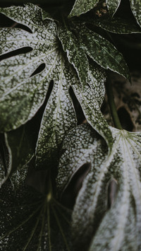 daily_plant