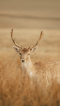 Young Fallow Deer with Short Antlers Stood In Tall Grass