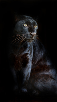 What kind of feline is the black panther 2