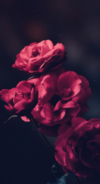 Floral B1 (29)