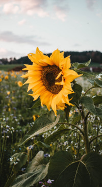 Sunflower Dream (14)