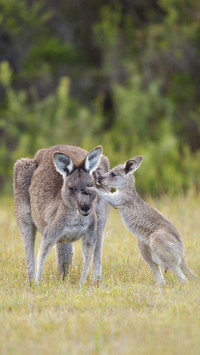 Eastern grey kangaroo macropus giganteus with young