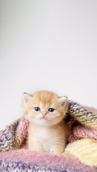 橘猫的魅力
