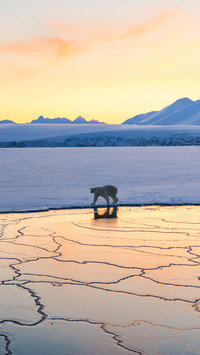 Ice bear