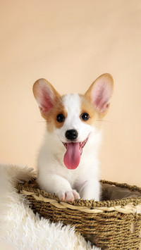 Warning signs for dogs before they get angry