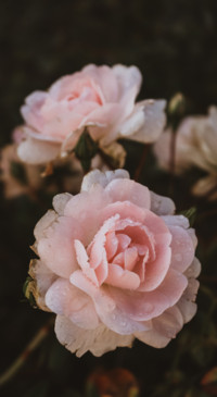 Floral B1 (5)
