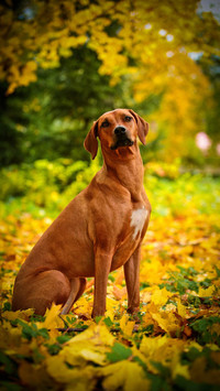 Dog60
