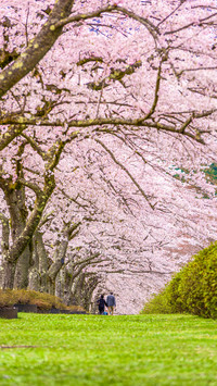 cherry blossom