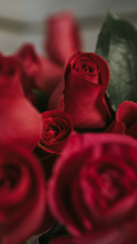 Roses and Lilacs (4)