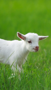The white lamb on the grassland