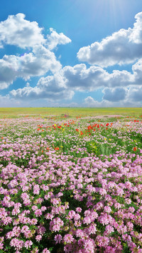 Magnificent flower fields