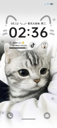 ins软萌小猫