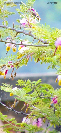 Plant Tree_DWM2