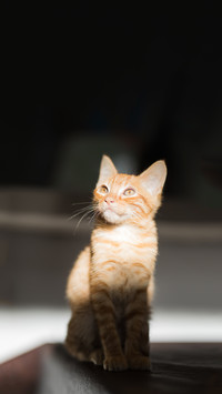 猫咪应激该如何缓解