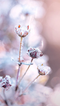 How beautiful the snowflake is 2