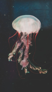Marine Life (15)