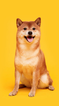 秋田犬和柴犬怎么辨别