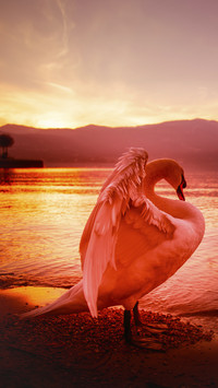Swan 47
