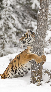 Cute animals-0