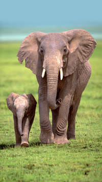 Rare animal beauty photos