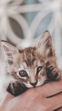 MeowMeow2 SGDesigns
