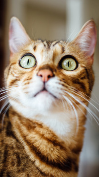 MeowMeow SGDesigns
