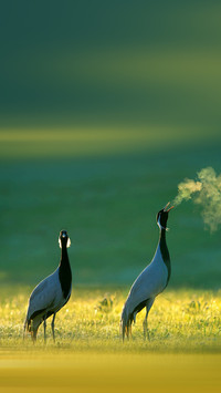 Demoiselle Crane in the early morning grassland