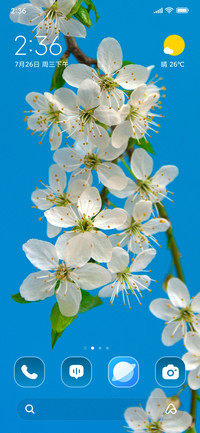 Cherry Blossoms