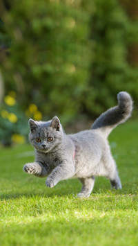 What does a cat eat its hair is smooth